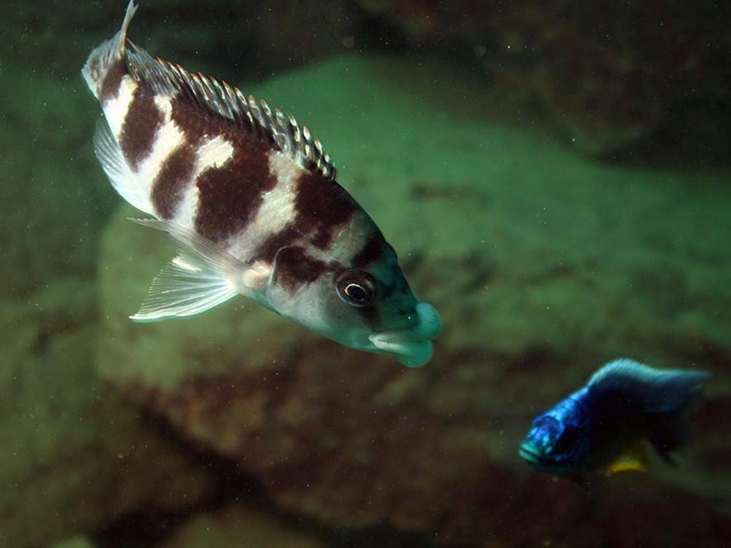 Placidochromis milomo 'Likoma Island'